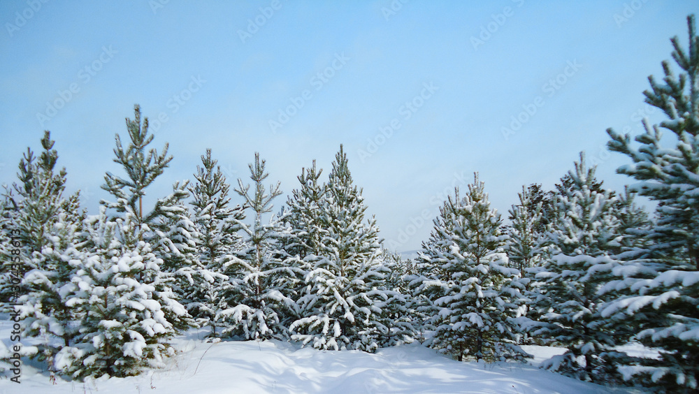 New Christmas trees grow in a winter forest among snowdrifts. Small white pines are covered with