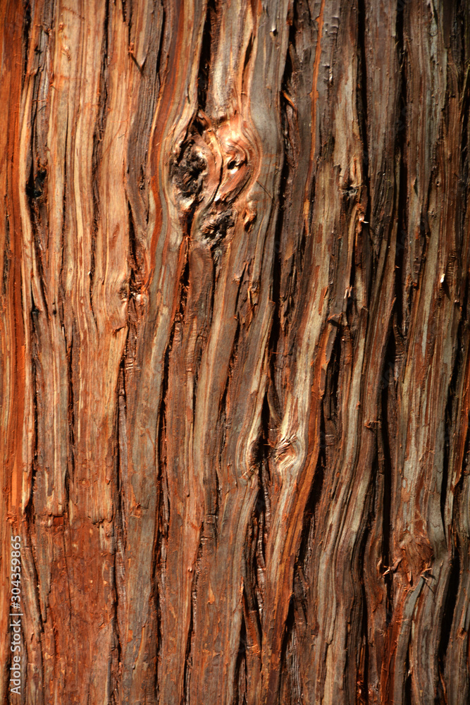 Brazilian tree trunk, Rio Grande do Sul, Brazil Brazilian tree trunk, Rio Grande do Sul, Brazil