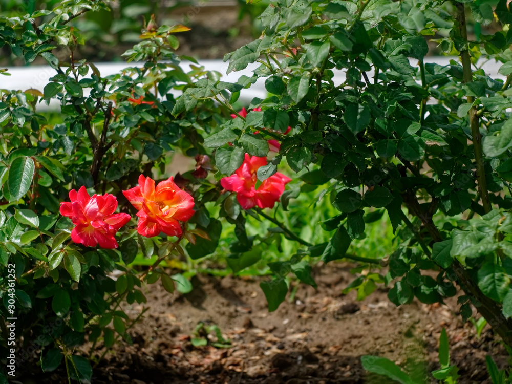 red Bush roses in the garden, Russia.