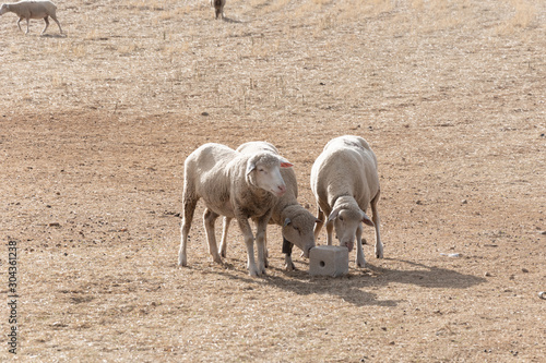 Tableau sur toile Ovejas lamiendo bloque de sal en el campo