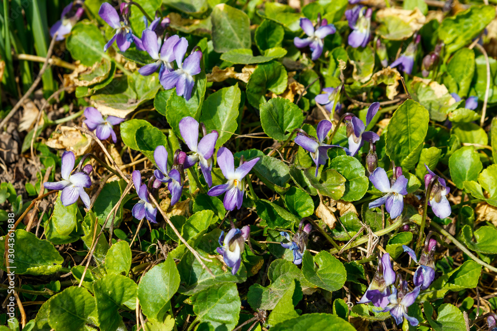 Wild violets on a meadow at spring Wild violets on a meadow at spring