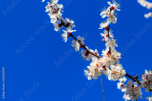 Blossom of apricot tree against blue sky