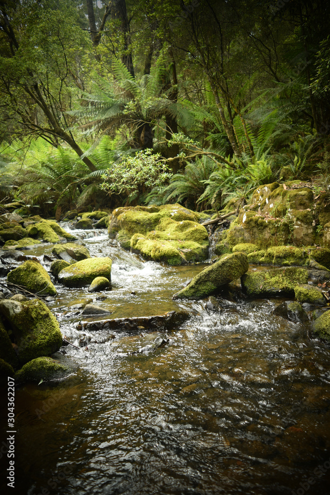 Obraz premium stream in forest