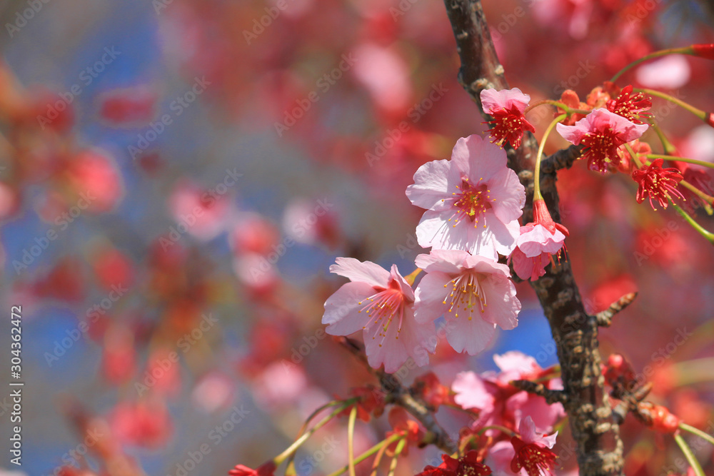 Cherry blossoms blooming in spring in Japan Cherry blossoms blooming in spring in Japan