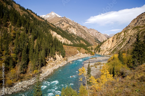 The blue wild river flows through the canyon. The sun is shining. On the banks there are yellow autumn trees and green spruce trees. In the distance you can see a mountain with a snow cap, Kyrgyzstan