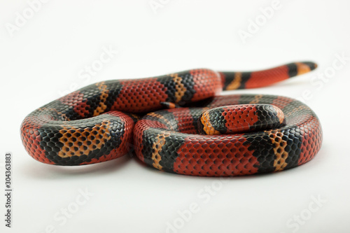 Lampropeltis triangulum, coral false red snake photo