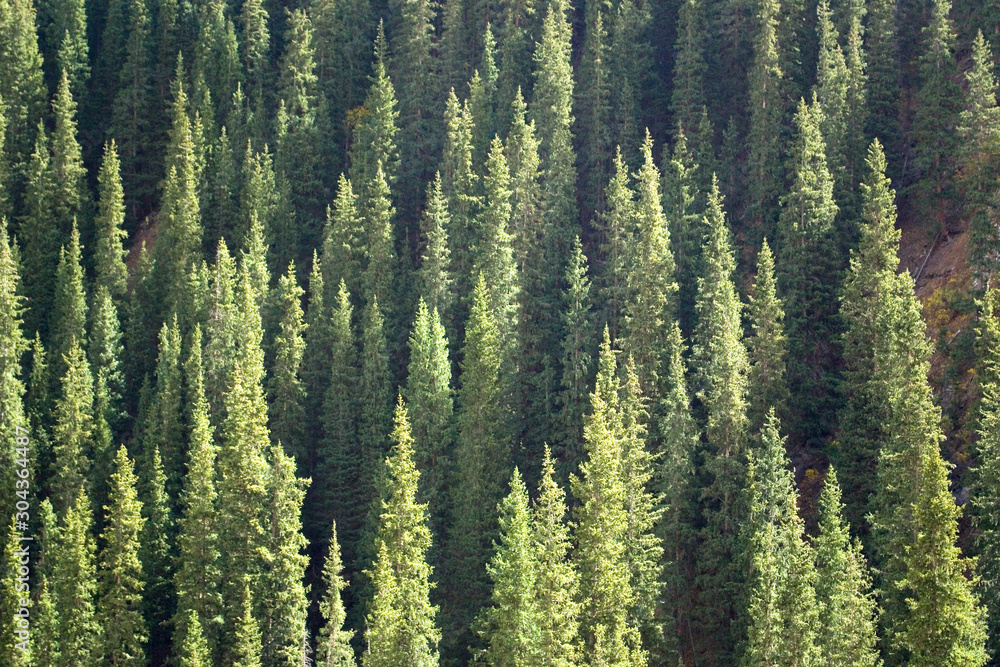 A view from a height to a slope with a coniferous forest. Texture of coniferous forest. Wallpapers of coniferous forest. Kyrgyzstan