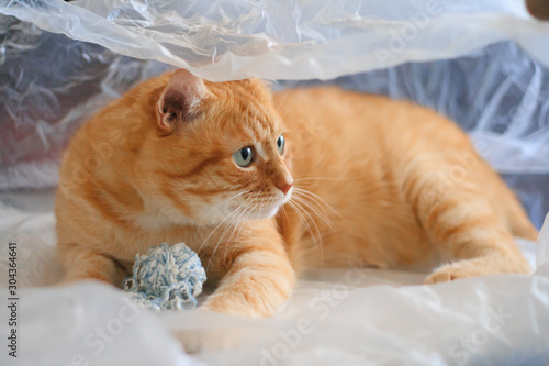 The cat is played with a ball of thread in a plastic bag.