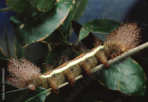 Automeris Moth Caterpillar (Automeris Egeus) photo