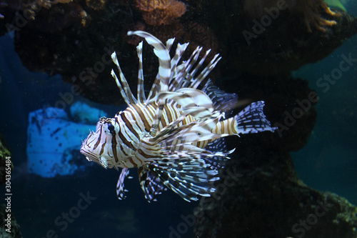 tropical underwater fish swim in an aquarium with clear water at the bottom of the sea