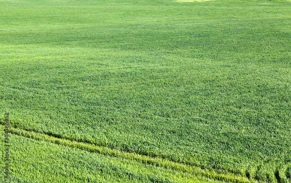 close-up of young green grass