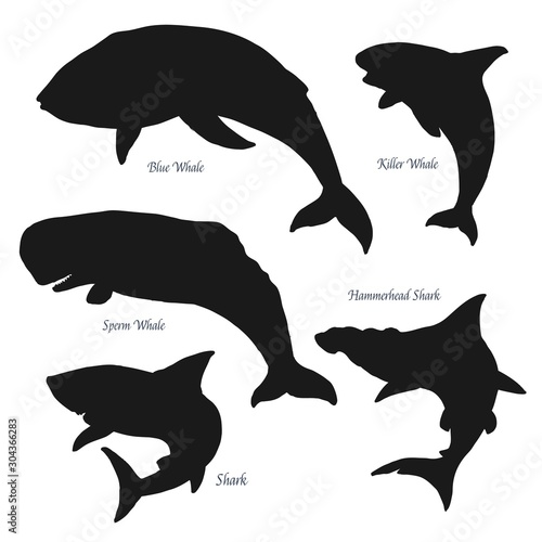 Ocean big giants whales and shark silhouette icons. Vector sea and ocean predators, blue and sperm whale, killer whale and hammerhead shark. Isolated on white