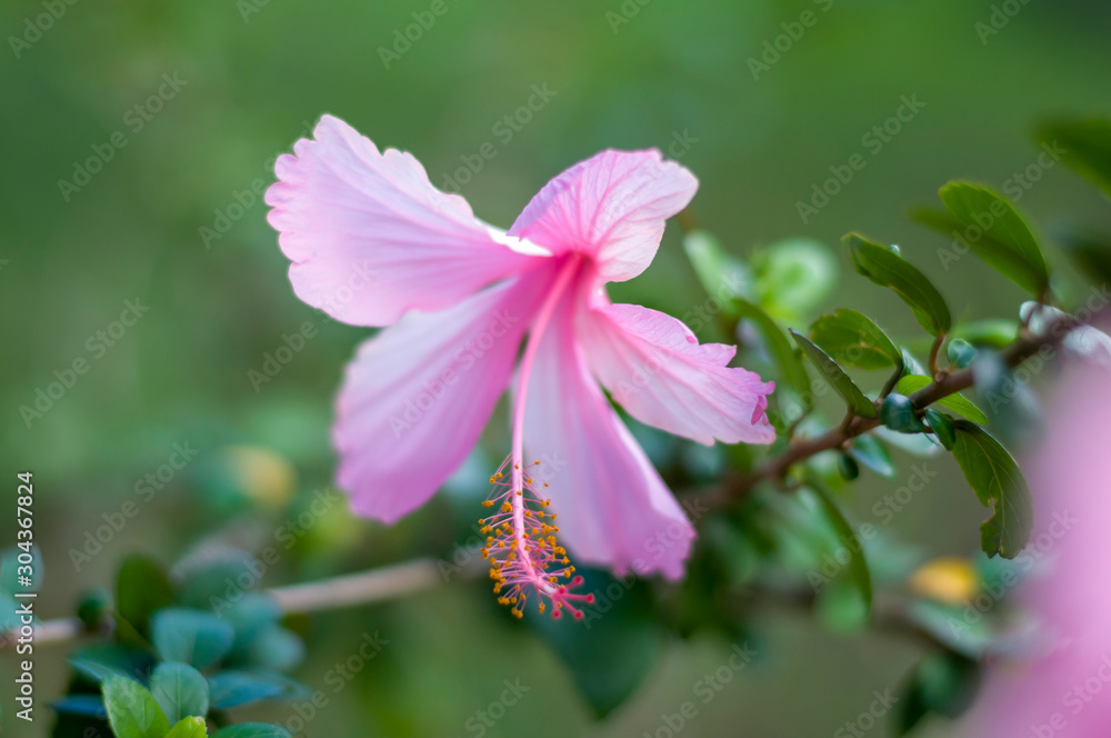 Pink and white hibiscus flowers Pink and white hibiscus flowers