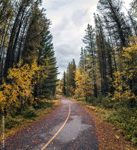 Curved asphalt road in pine forest on autumn