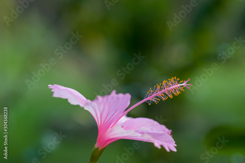 Pink and white hibiscus flowers