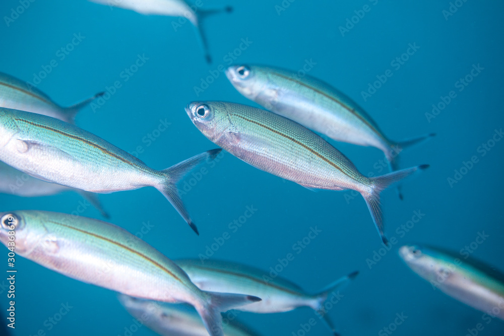 Fototapeta premium The surprising underwater world of the Indian and Pacifical Oceans