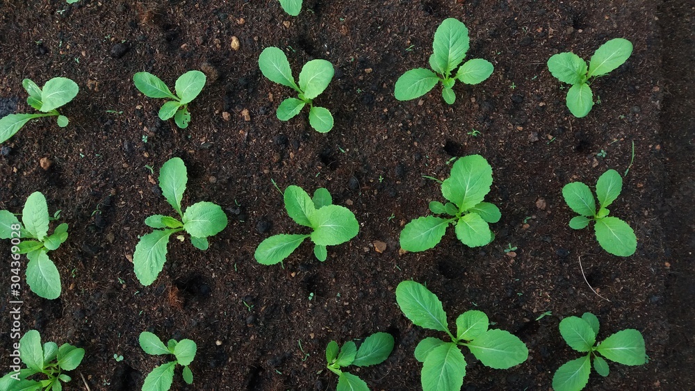 Naklejka premium Sapling of vegetables on the soil plot
