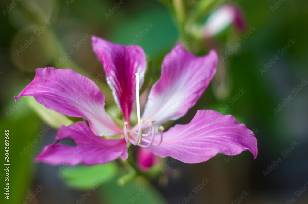 Bauhinia purpurea L, Chongkho flowers in the park. Bauhinia purpurea L, Chongkho flowers in the park.