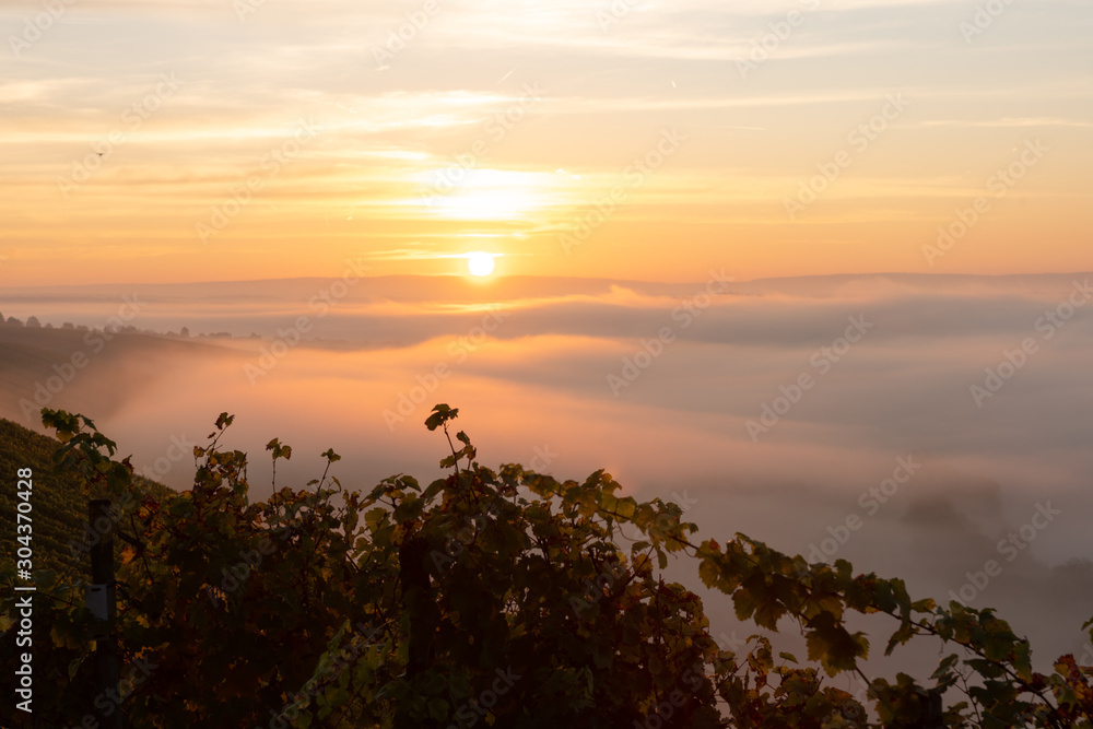Sonnenaufgang in den Weinbergen über dem herbstlichen Main im Nebel