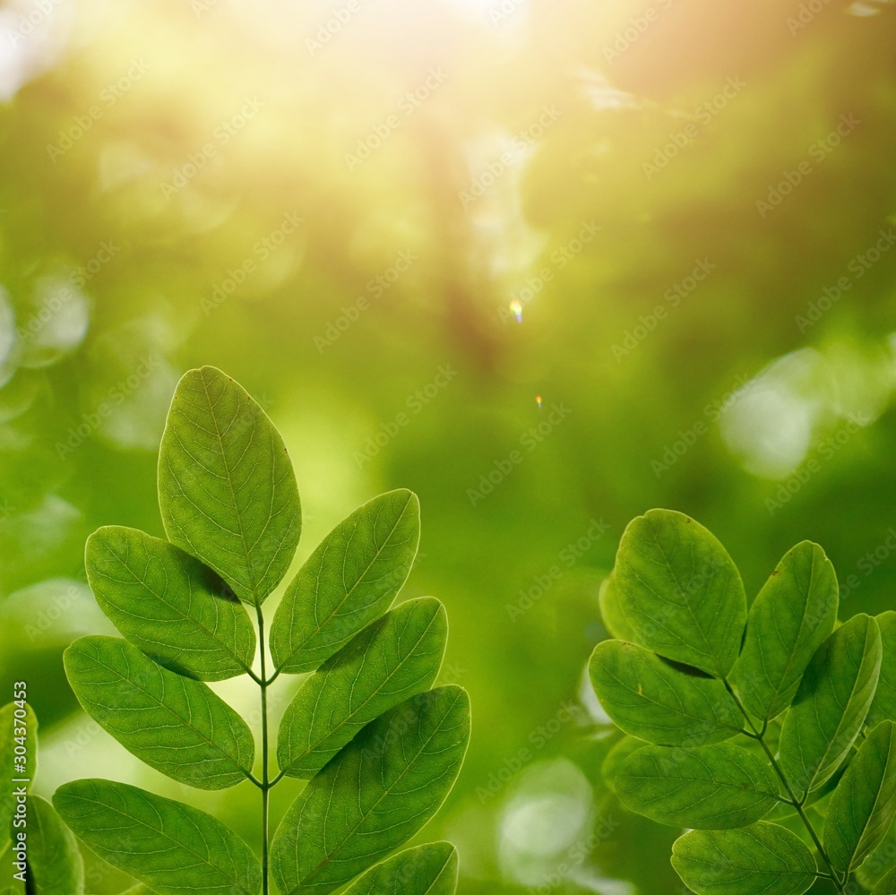 green tree leaves and sunlight in the nature, green background green tree leaves and sunlight in the nature, green background