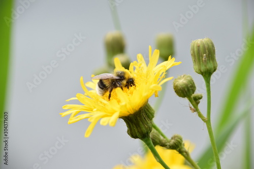 A bee on a dandelion flower