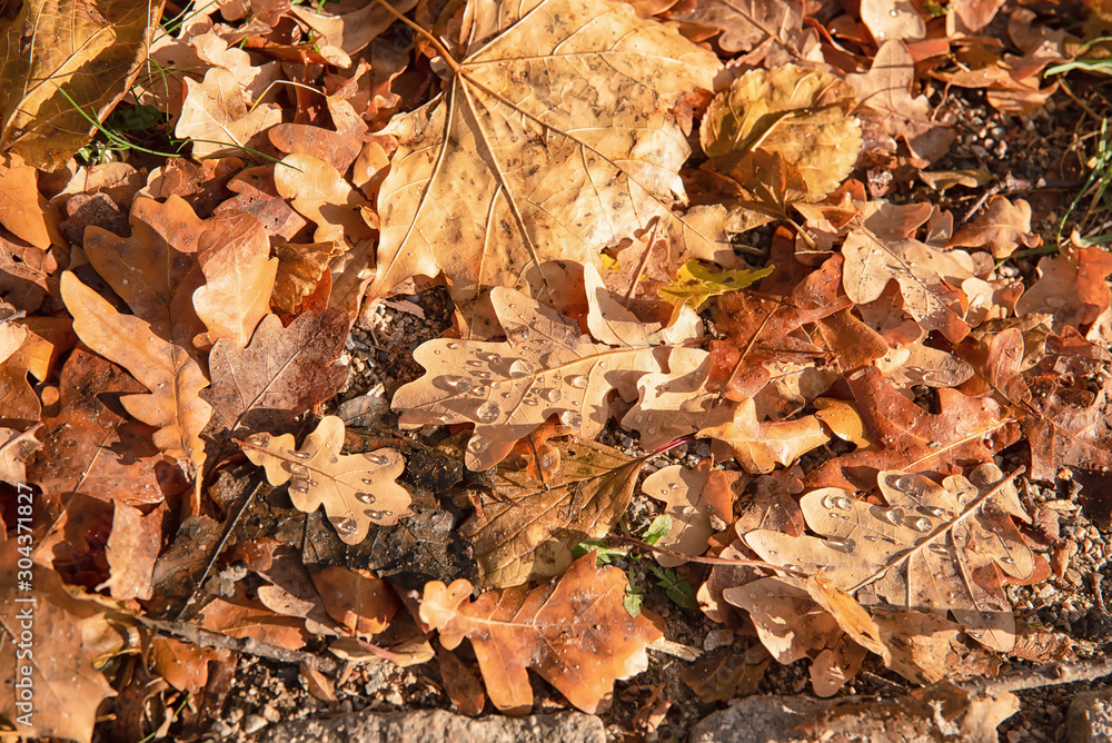 Autumn oak leaves background surface laying under feet Autumn oak leaves background surface laying under feet