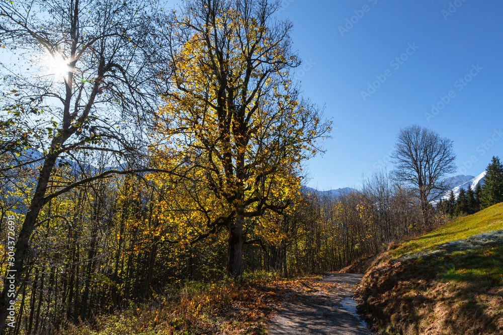 Ahornbaum im Spätherbst im Gebirge von hinten von der Sonne durchleuchtet