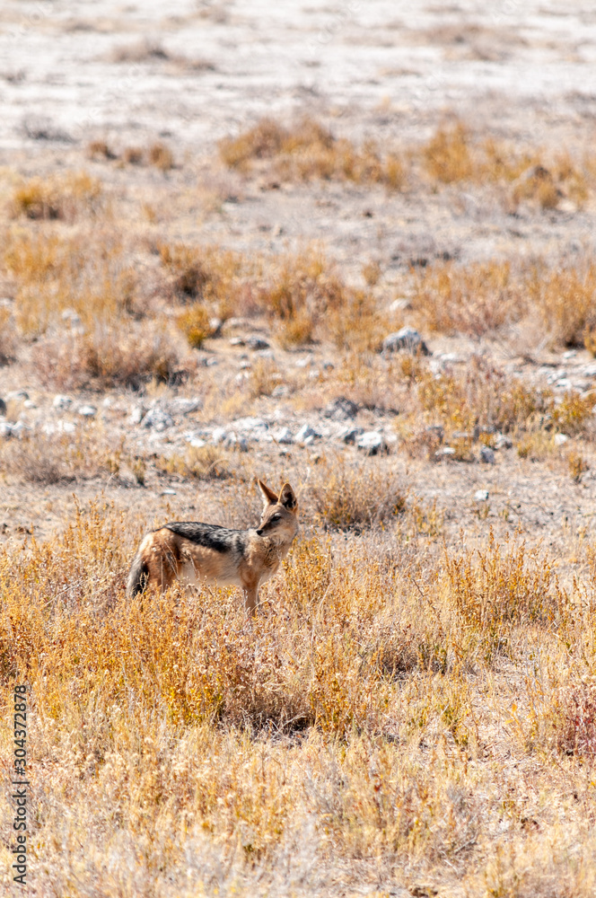 Naklejka premium A side-striped Jackal -Canis Adustus- hunting for prey in Etosha National Park, Namibia.