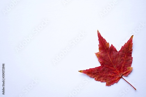 red maple leaf with autumn colors on the white background, autumn colors