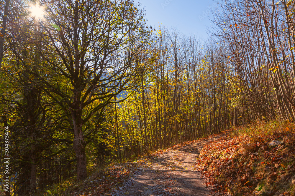 Fototapeta premium Bergwald in bunten Farben im Spätherbst von der Morgensonne durchleuchtet