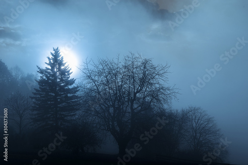 Mystische Szene im Mondschein  Mitternacht Hintergrund mit Winterb  umen