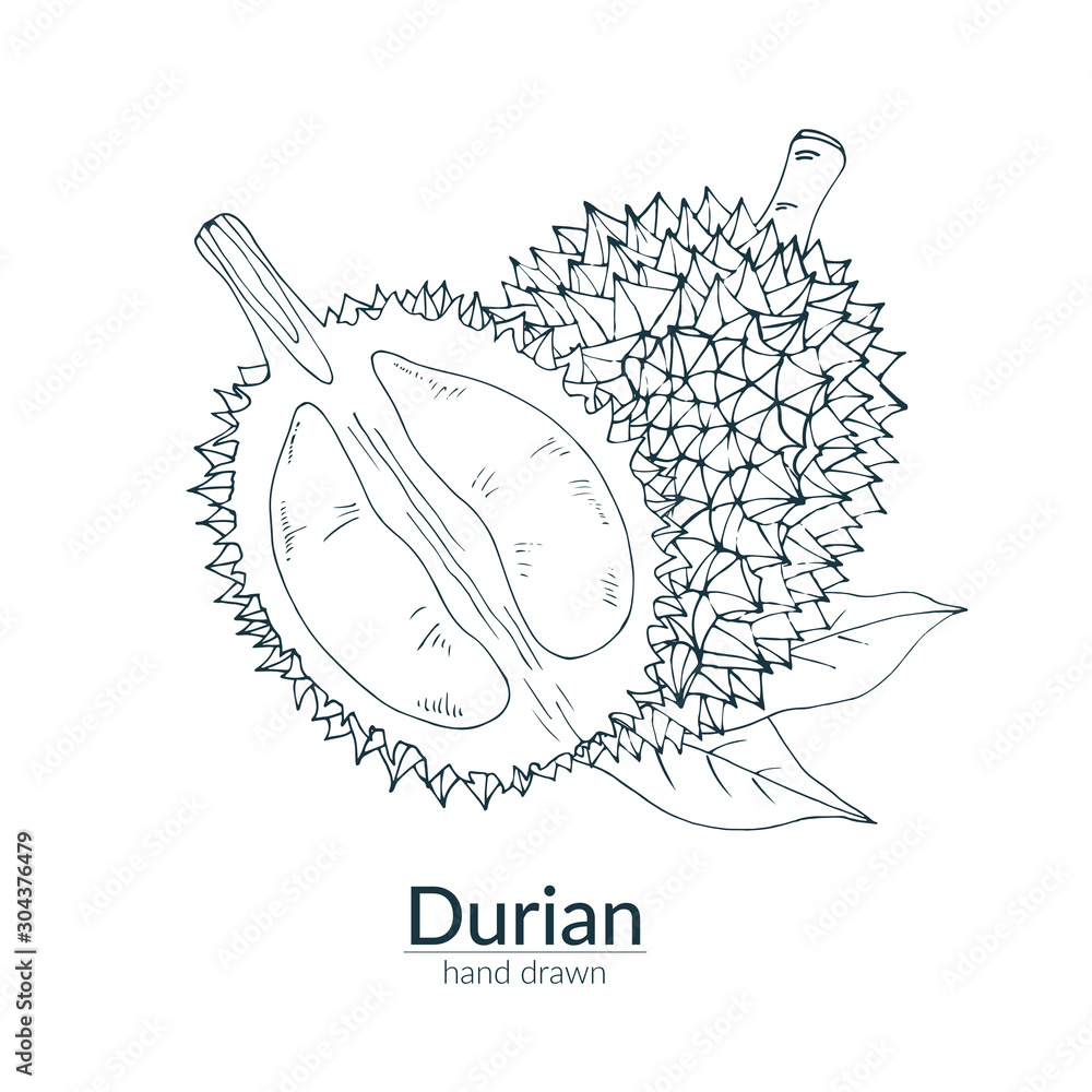 Fototapeta Durian whole and cut off, monochrome color. Vector hand drawn illustration. Сard, poster, template.