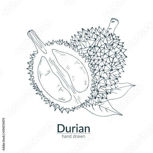 Durian whole and cut off, monochrome color. Vector hand drawn illustration. Сard, poster, template.