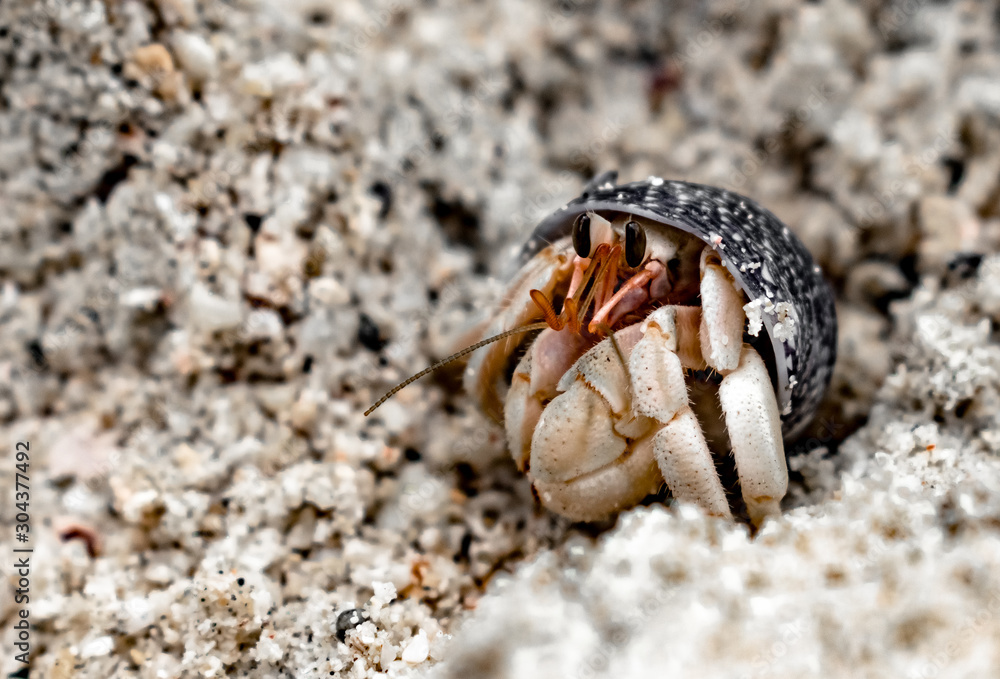 Scientific Name: Coenobita rugosus, trivially called Hermit Crab, is peeping from its shell on beach, to observe its surroundings through its flagellum and antennae. A crustacean of family Paguroidea.