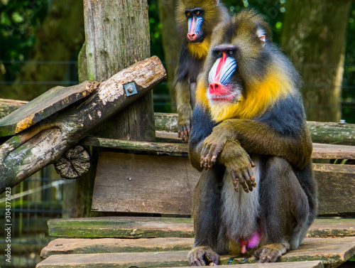 Tableau sur toile mandrill in closeup with its face and genitals, Vulnerable primate specie from A