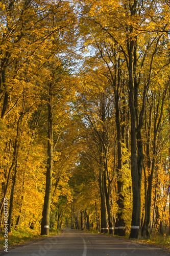 an autumn road between golden trees in Europe