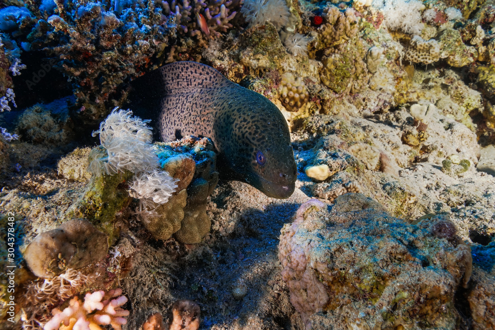 Moray Eel at the Red Sea, Egypt Moray Eel at the Red Sea, Egypt