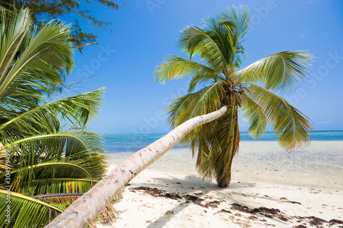 Fototapeta Naklejka Na Ścianę i Meble -  Inclined palm trees on wild coast of Sargasso sea, Punta Cana, Dominican Republic
