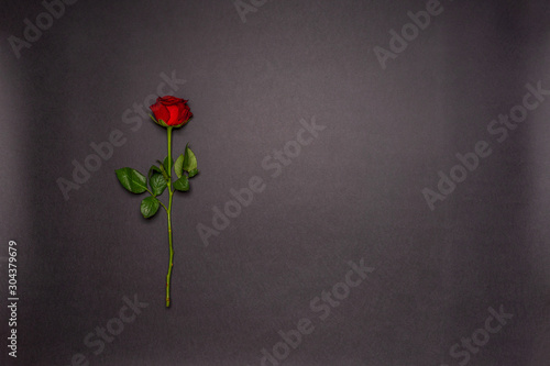 Single fresh red rose flower on black background. Love, romance or Valentine's day concept. Greeting card with space for text. Flat lay, top view