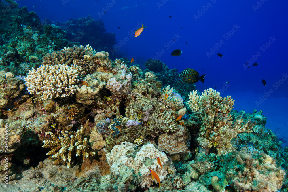 Naklejka premium Coral Reef at the Red Sea, Egypt