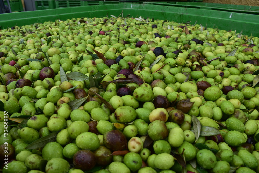 olive di qualitacerasuola e biancolilla pronte per essere molite al frantoio per la produzione di olio extravergine. Sicilia Agrigento