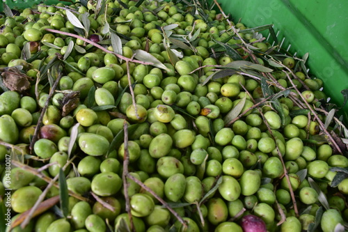 Olive qualità "nocellara" mature pronte per essere molite. Sicilia