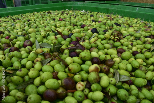 olive di qualitacerasuola e biancolilla pronte per essere molite al frantoio per la produzione di olio extravergine. Sicilia Agrigento photo