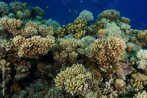 Fototapeta Naklejka Na Ścianę i Meble -  Coral Reef at the Red Sea, Egypt