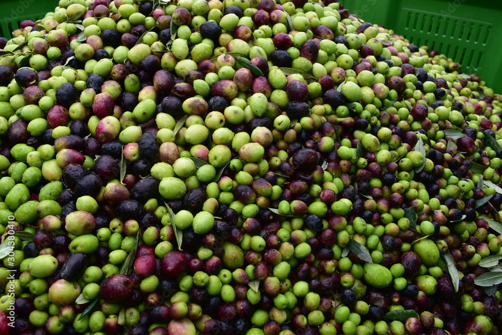 olive qualità biancolilla in attesa di essere molite al frantoio. Sicilia, agrigento, Santo Stefano Quisquina
