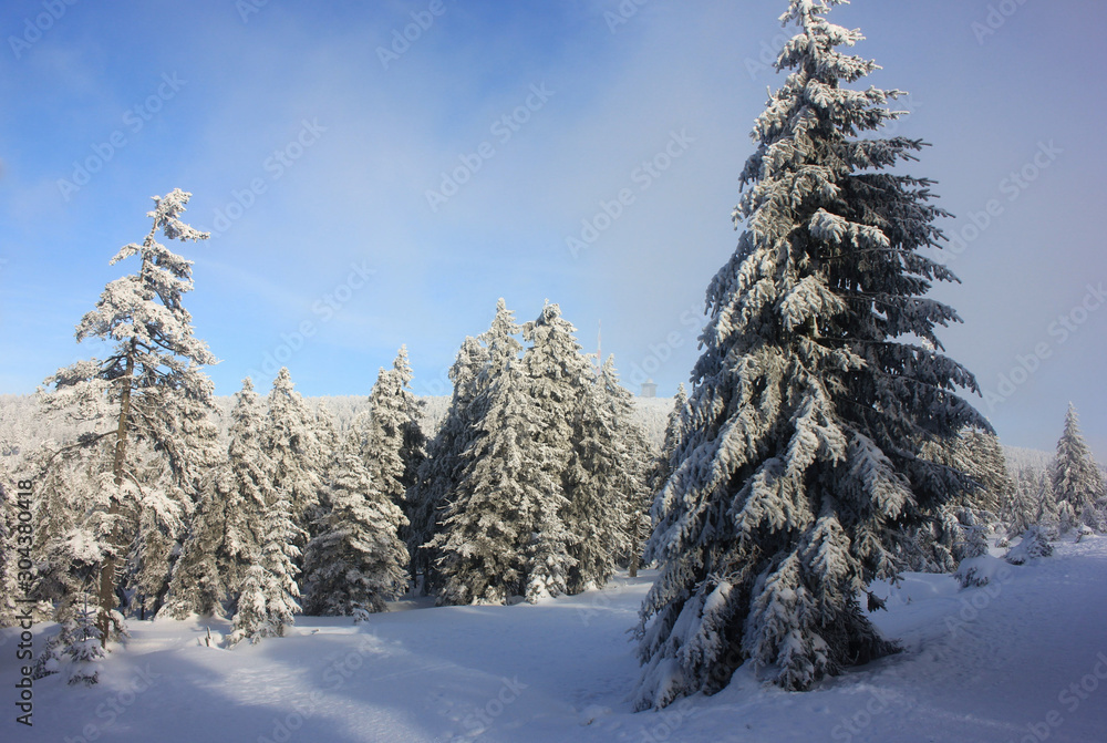 Winter snowy forest on a sunny day. Fir tree in the snow. Snow-covered Christmas trees. Winter landscape