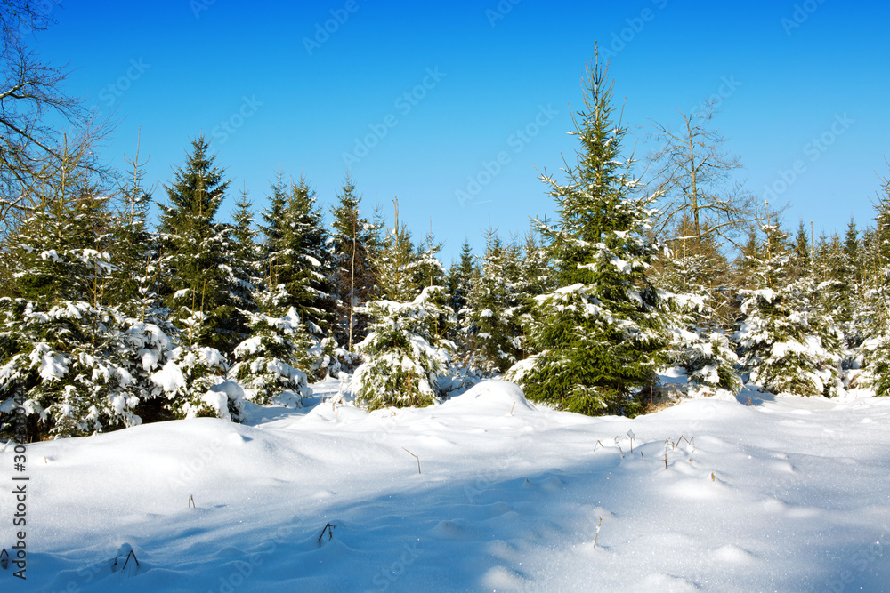 Winter landscape with snow covered fir trees. Winter landscape with snow covered fir trees.