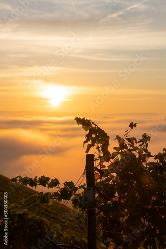 Sonnenaufgang über den Weinbergen am nebelverhangenen Main © SKatzenberger