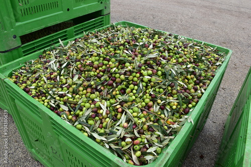 olive di qualitacerasuola e biancolilla pronte per essere molite al frantoio per la produzione di olio extravergine. Sicilia Agrigento photo