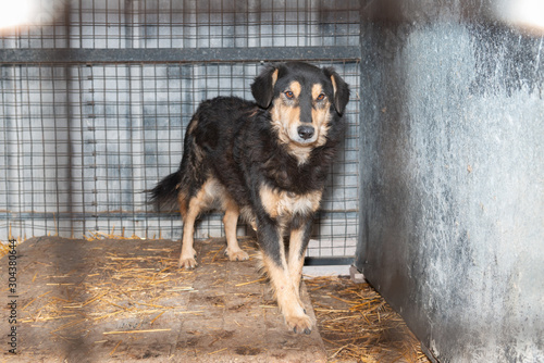 Dogs from city pound in  their locked boxes behind iron fence